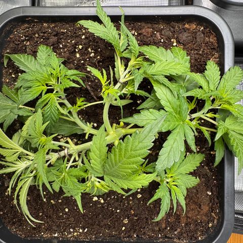 Apple Fritter Auto #3  -85g growlog photo: 16:07