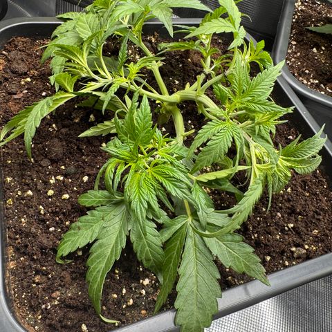 Apple Fritter Auto #3  -85g growlog photo: 16:07