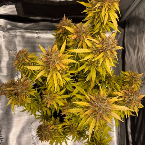 Fat Banana Auto #1 -89g growlog photo: 22:58 