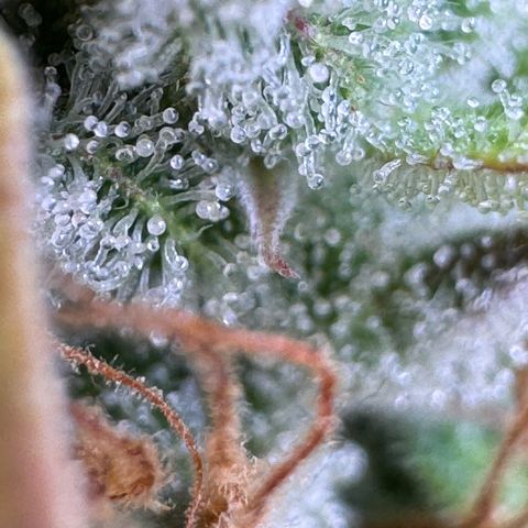 Fat Banana Auto #1 -89g growlog timeline photo