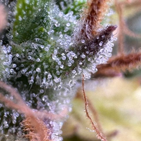 Fat Banana Auto #1 -89g growlog timeline photo