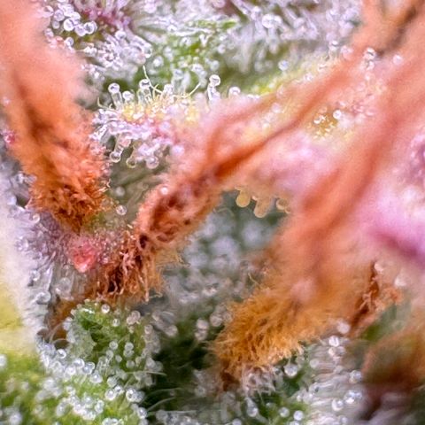 Fat Banana Auto #1 -89g growlog timeline photo