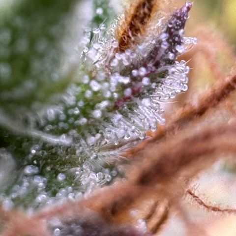 Fat Banana Auto #1 -89g growlog timeline photo