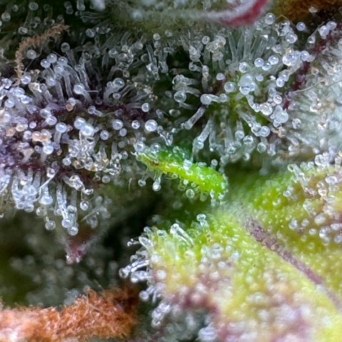 Fat Banana Auto #1 -89g growlog timeline photo