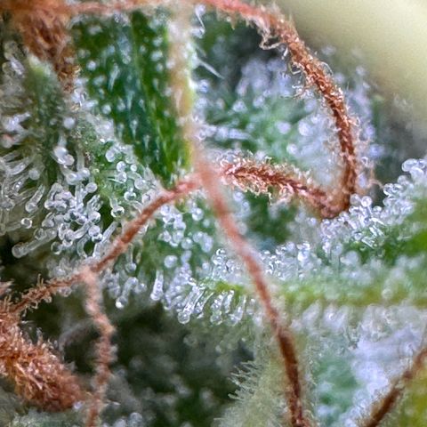 Fat Banana Auto #1 -89g growlog timeline photo