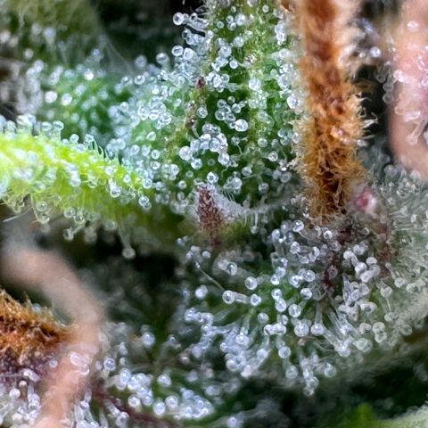 Fat Banana Auto #1 -89g growlog timeline photo