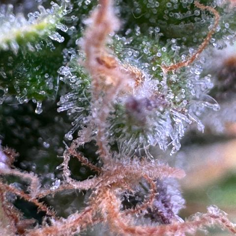Fat Banana Auto #1 -89g growlog timeline photo