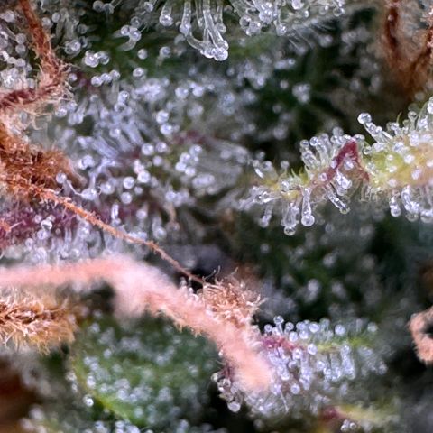 Fat Banana Auto #1 -89g growlog timeline photo