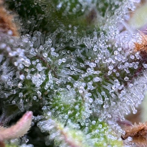 Fat Banana Auto #1 -89g growlog timeline photo