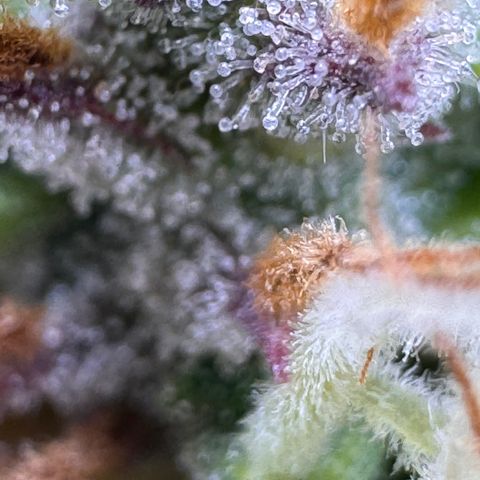 Fat Banana Auto #1 -89g growlog timeline photo