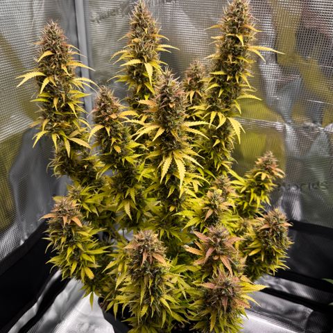 Fat Banana Auto #1 -89g growlog timeline photo