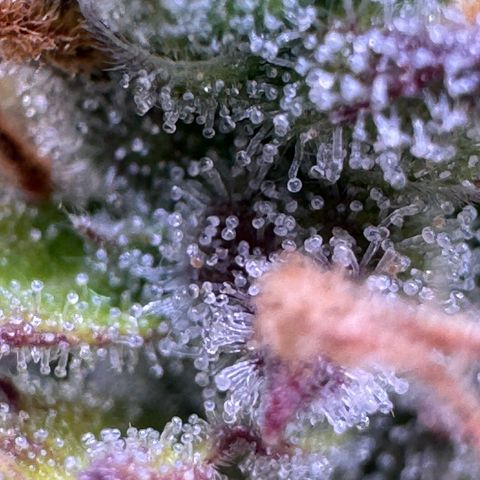 Fat Banana Auto #1 -89g growlog timeline photo