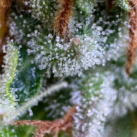 Fat Banana Auto #1 -89g growlog timeline photo