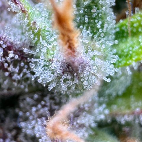 Fat Banana Auto #1 -89g growlog timeline photo