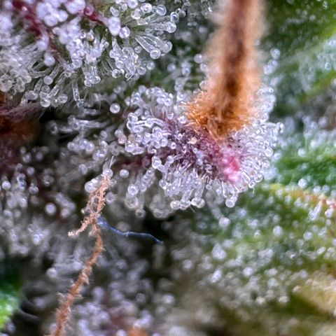 Fat Banana Auto #1 -89g growlog photo: 09:47