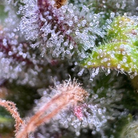 Fat Banana Auto #1 -89g growlog photo: 09:47
