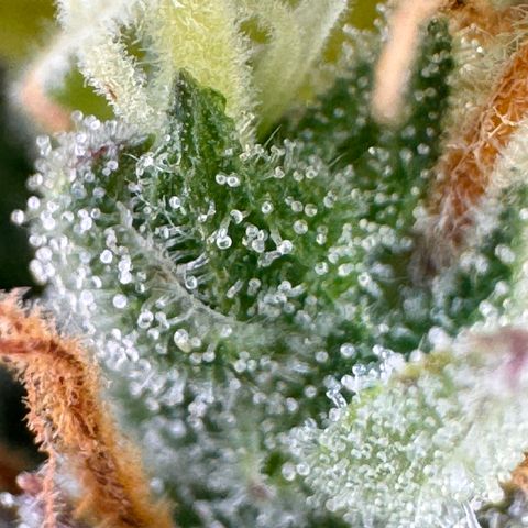 Fat Banana Auto #1 -89g growlog photo: 09:47