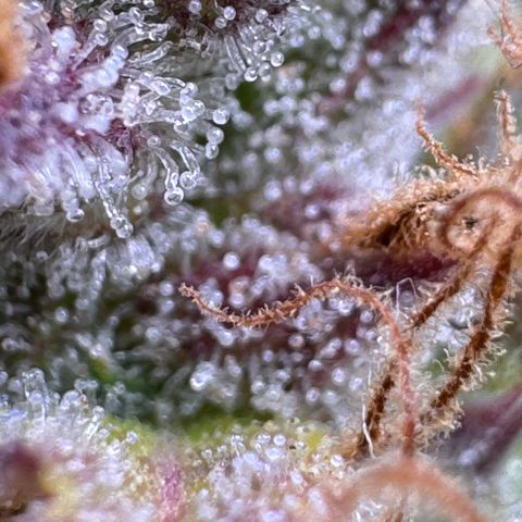 Fat Banana Auto #1 -89g growlog photo: 09:47