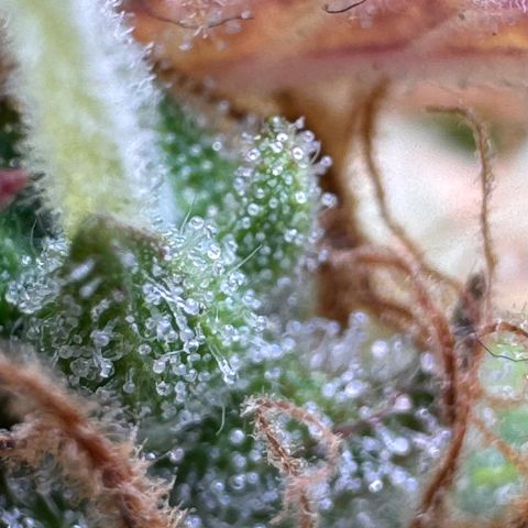 Fat Banana Auto #1 -89g growlog photo: 09:36
