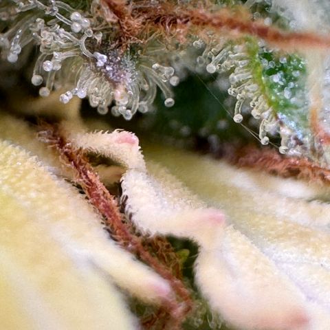 Fat Banana Auto #1 -89g growlog photo: 09:47