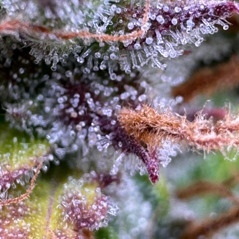 Fat Banana Auto #1 -89g growlog photo: 09:36