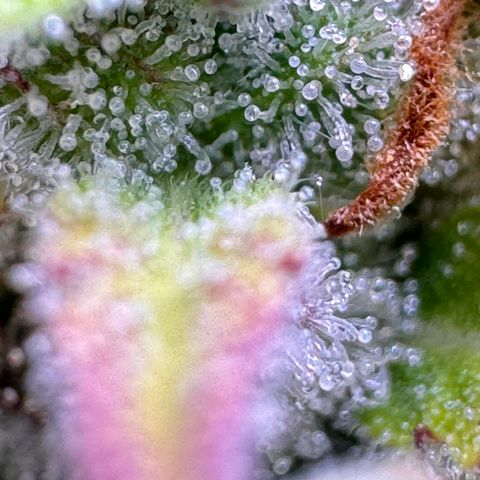 Fat Banana Auto #1 -89g growlog photo: 09:47