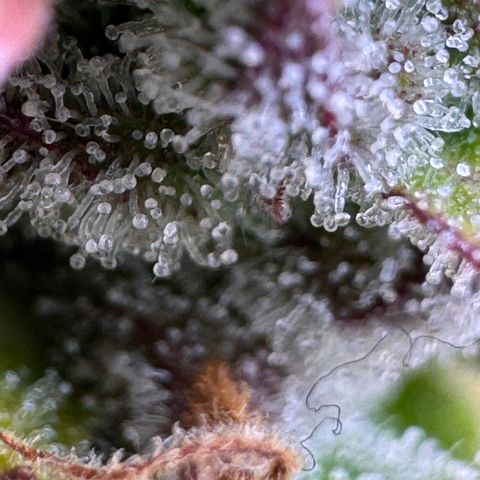 Fat Banana Auto #1 -89g growlog photo: 09:36