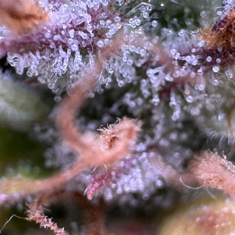 Fat Banana Auto #1 -89g growlog photo: 09:36