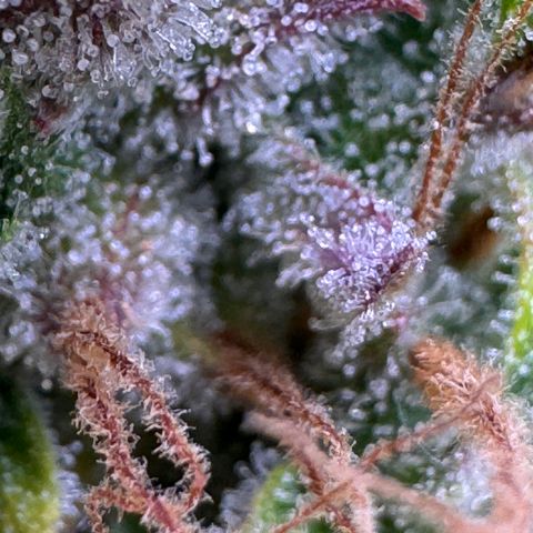 Fat Banana Auto #1 -89g growlog photo: 09:47