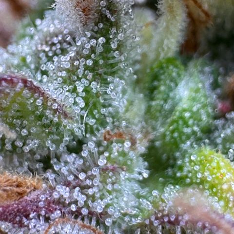 Fat Banana Auto #1 -89g growlog photo: 09:47
