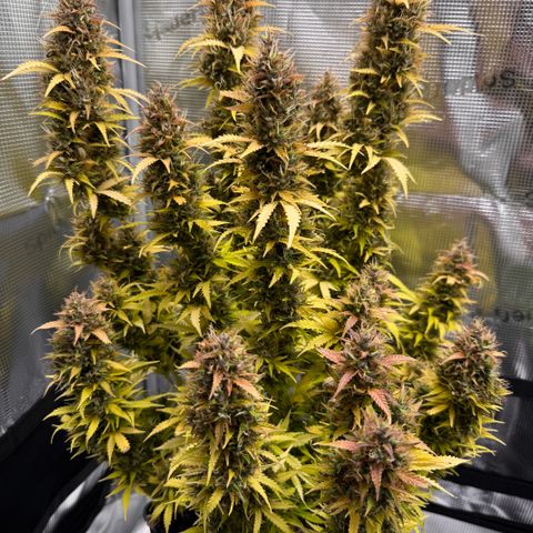 Fat Banana Auto #1 -89g growlog photo: 09:36