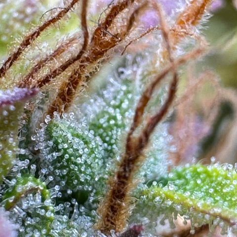 Fat Banana Auto #1 -89g growlog photo: 09:47