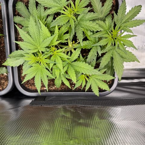 Apple Fritter Auto #3  -85g growlog photo: 16:14