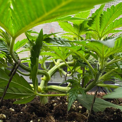 Apple Fritter Auto #3  -85g growlog photo: 16:14