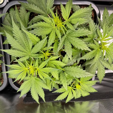 Apple Fritter Auto #3  -85g growlog photo: 09:29