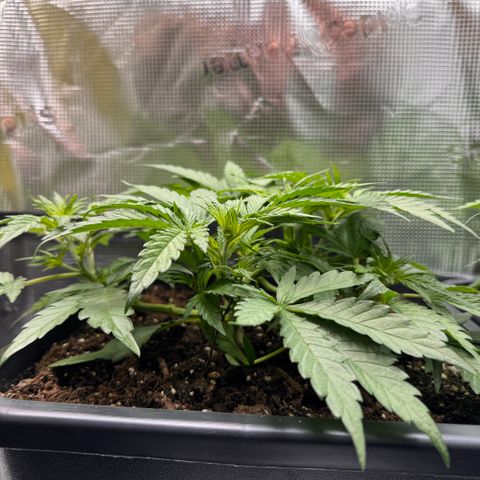 Apple Fritter Auto #3  -85g growlog photo: 09:29