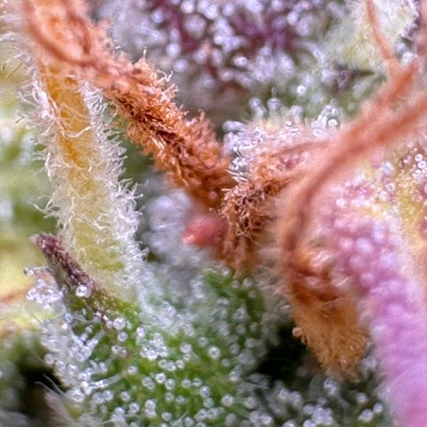 Fat Banana Auto #1 -89g growlog photo: 16:56