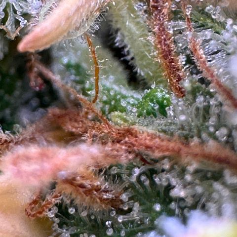 Fat Banana Auto #1 -89g growlog photo: 16:56