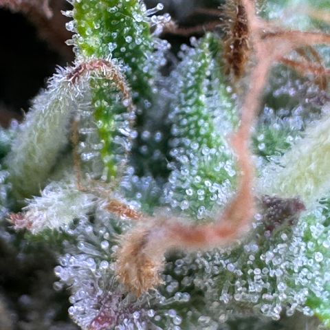 Fat Banana Auto #1 -89g growlog photo: 16:56