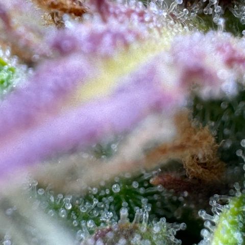 Fat Banana Auto #1 -89g growlog photo: 16:56