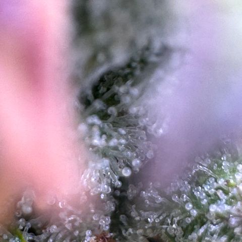 Fat Banana Auto #1 -89g growlog photo: 16:56