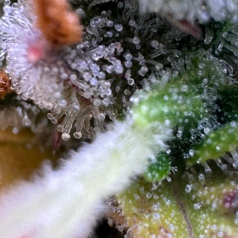 Fat Banana Auto #1 -89g growlog photo: 16:56