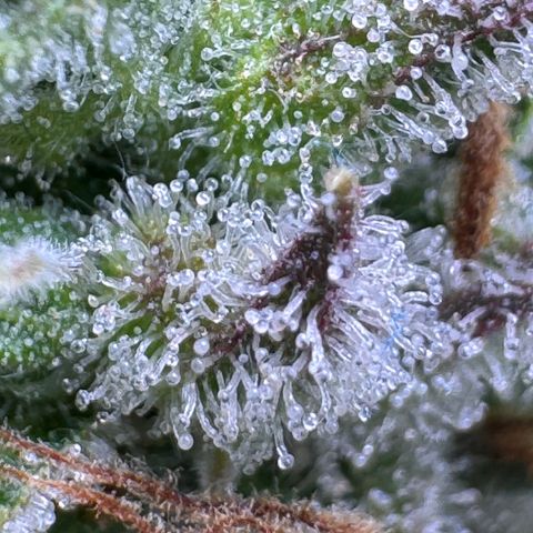 Fat Banana Auto #1 -89g growlog photo: 16:56