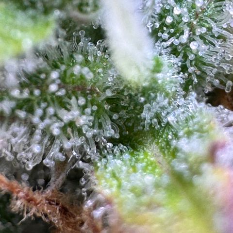 Fat Banana Auto #1 -89g growlog photo: 16:56