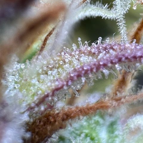 Fat Banana Auto #1 -89g growlog photo: 16:56