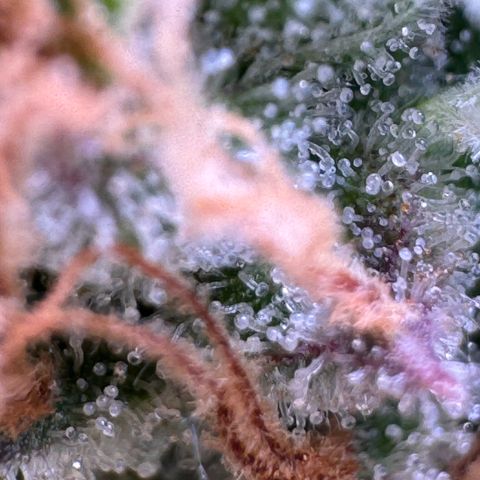 Fat Banana Auto #1 -89g growlog photo: 16:56