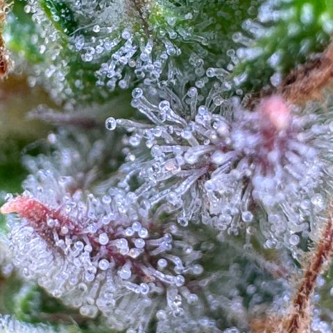Fat Banana Auto #1 -89g growlog photo: 16:48