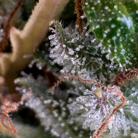 Fat Banana Auto #1 -89g growlog photo: 16:48