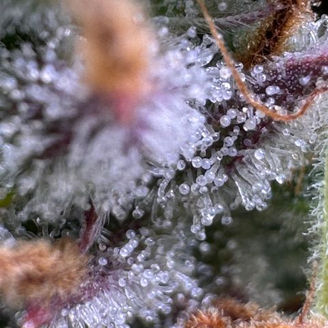 Fat Banana Auto #1 -89g growlog photo: 16:48