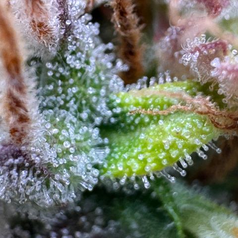 Fat Banana Auto #1 -89g growlog photo: 16:48